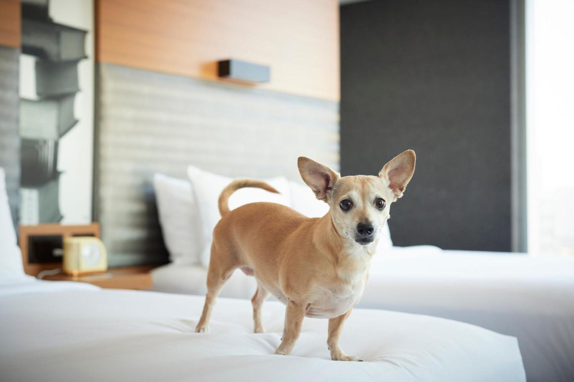 เอลอฟต์ ชิคาโก ดาวน์ทาวน์ ริเวอร์นอร์ท Hotel ภายนอก รูปภาพ